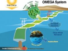 НАСА предлагает новый способ производства биотоплива: пресноводные водоросли в морской воде