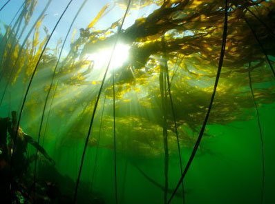 Энергогенерирующие водоросли у берегов Австралии